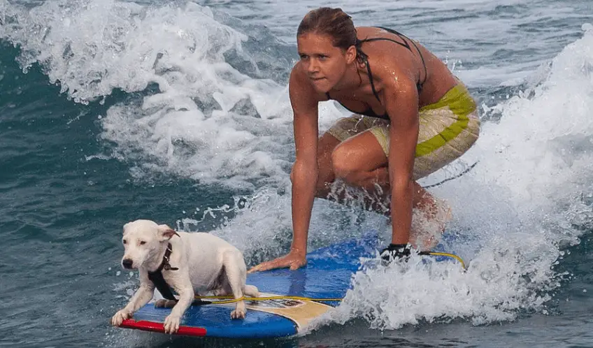 Weird sports dog surfing
