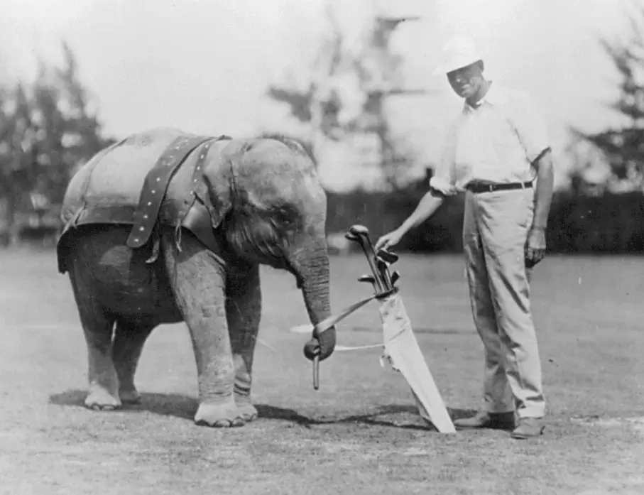 elephant as caddy in 1922