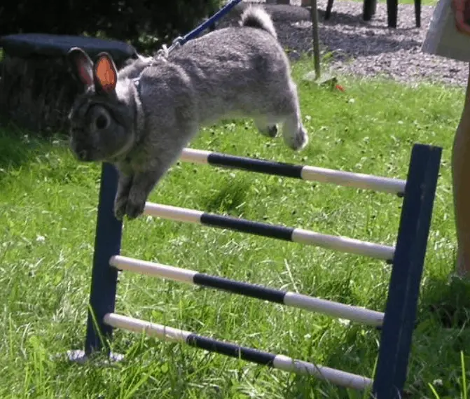 Rabbit jumping